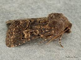 Attēlu rezultāti vaicājumam “Tholera cespitis”