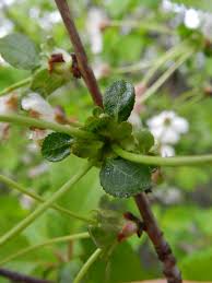 Attēlu rezultāti vaicājumam “Cerasus bud”