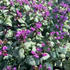 Attēlu rezultāti vaicājumam “Lamium maculatum”