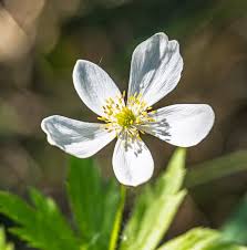Attēlu rezultāti vaicājumam “Anemone nemorosa flower”