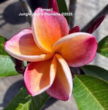 Attēlu rezultāti vaicājumam “Populus x jackii flower”