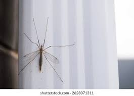 Attēlu rezultāti vaicājumam “Tipulidae”