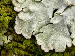 Attēlu rezultāti vaicājumam “Physconia enteroxantha”