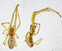 Attēlu rezultāti vaicājumam “Tetragnatha extensa”