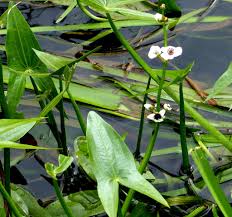 Attēlu rezultāti vaicājumam “Sagittaria sagittifolia leaf”