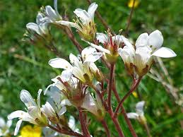 Attēlu rezultāti vaicājumam “Saxifraga granulata leaf”