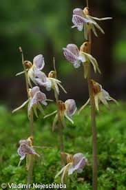 Attēlu rezultāti vaicājumam “Epipogium aphyllum”