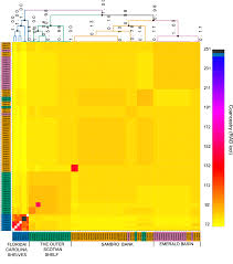 Image result for Vazella pourtalesii