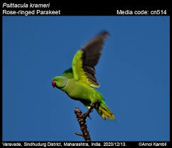 Image result for Psittacula krameri