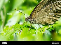 Attēlu rezultāti vaicājumam “Lopinga achine underside”