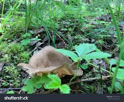 Attēlu rezultāti vaicājumam “Helvella acetabulum”