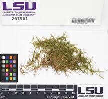 Attēlu rezultāti vaicājumam “Drepanocladus aduncus var. polycarpon”