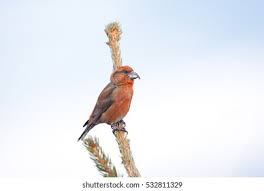 Attēlu rezultāti vaicājumam “Loxia pytyopsittacus”