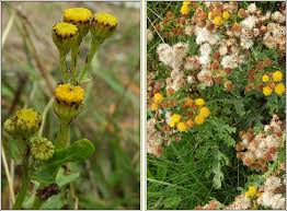 Attēlu rezultāti vaicājumam “Jacobaea vulgaris flower”