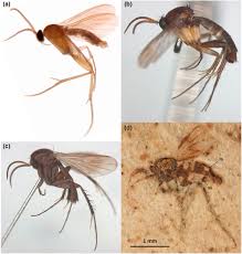 Attēlu rezultāti vaicājumam “Mycetophilidae”