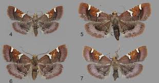 Attēlu rezultāti vaicājumam “Pyralis regalis”