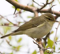 Attēlu rezultāti vaicājumam “Phylloscopus trochiloides adult”