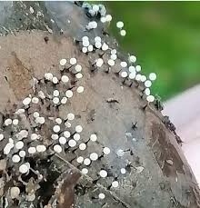 Attēlu rezultāti vaicājumam “Didymium bahiense”