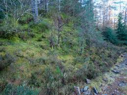 Attēlu rezultāti vaicājumam “Sphagnum quinquefarium”