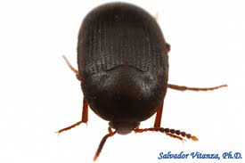 Attēlu rezultāti vaicājumam “Tetratomidae”