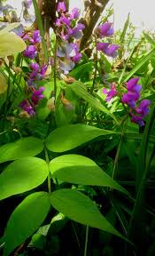 Attēlu rezultāti vaicājumam “Lathyrus vernus”