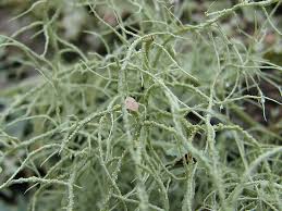 Attēlu rezultāti vaicājumam “Biatoropsis usnearum”