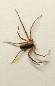 Attēlu rezultāti vaicājumam “Philodromus sp.”