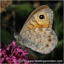 Attēlu rezultāti vaicājumam “Lasiommata maera underside”