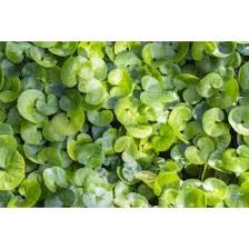 Attēlu rezultāti vaicājumam “Asarum europaeum leaf”