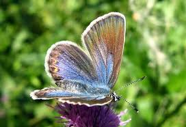 Attēlu rezultāti vaicājumam “Plebejus idas female”