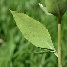Attēlu rezultāti vaicājumam “Lepidium latifolium leaf”