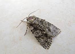 Attēlu rezultāti vaicājumam “Acronicta rumicis”