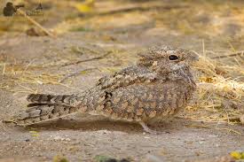 Image result for Caprimulgus aegyptius