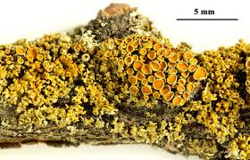 Attēlu rezultāti vaicājumam “Xanthoria polycarpa”