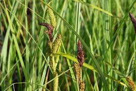 Attēlu rezultāti vaicājumam “Carex acutiformis”