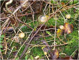 Attēlu rezultāti vaicājumam “Psilocybe sp.”