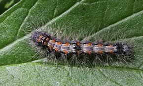 Attēlu rezultāti vaicājumam “Lithosia quadra”