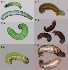 Attēlu rezultāti vaicājumam “Orthosia sp. larva”