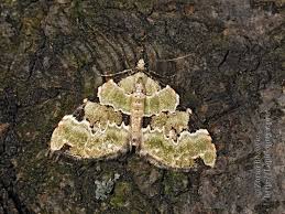 Attēlu rezultāti vaicājumam “Colostygia pectinataria male”