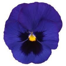 Image result for Viola wittrockiana