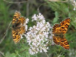 Attēlu rezultāti vaicājumam “Melitaea phoebe underside”