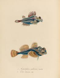 Image result for Myoxocephalus quadricornis