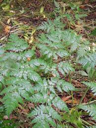 Image result for Myrrhis odorata