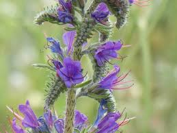 Attēlu rezultāti vaicājumam “Echium vulgare flower”