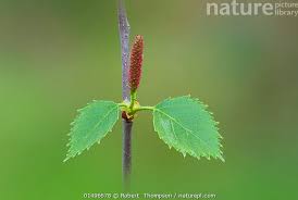 Attēlu rezultāti vaicājumam “Betula pendula flower”