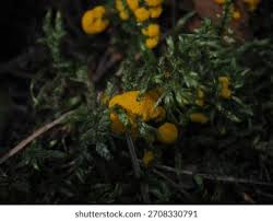 Attēlu rezultāti vaicājumam “Lignydium muscorum plasmodium”