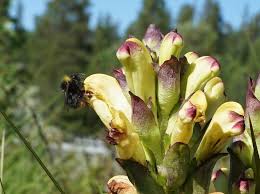 Attēlu rezultāti vaicājumam “Pedicularis sceptrum-carolinum flower”