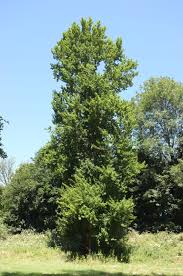 Attēlu rezultāti vaicājumam “Populus x berolinensis leaf”