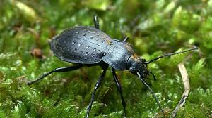 Attēlu rezultāti vaicājumam “Carabus hortensis”