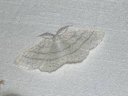 Attēlu rezultāti vaicājumam “Cabera pusaria female”